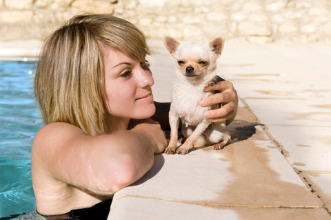 chihuahua in the pool