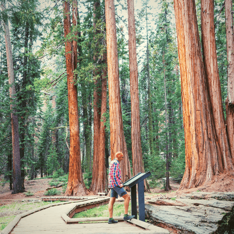 Giant Sequoia Grove at Sequoia and Kings Canyon Parks