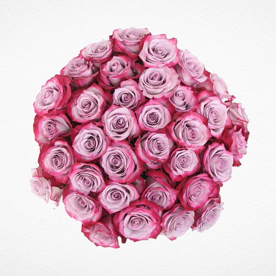 Purple Roses - Rosaholics Wholesale product image