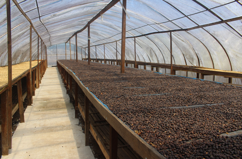 発酵後乾燥されるコーヒー豆