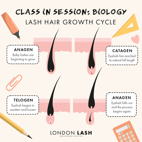 Diagram with the growth cycle of natural lashes for Lash Technicians