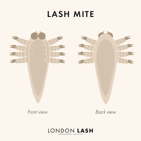 Diagram of eyelash mites that are on our natural lashes