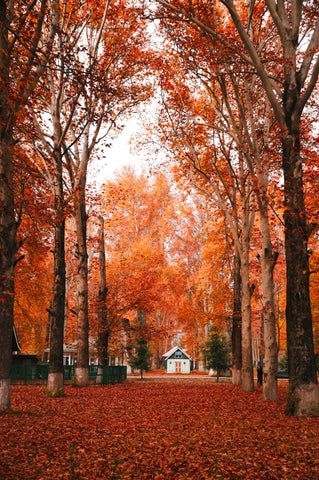 Trees in the Autumn season with Autumn leaves in the Autumn months