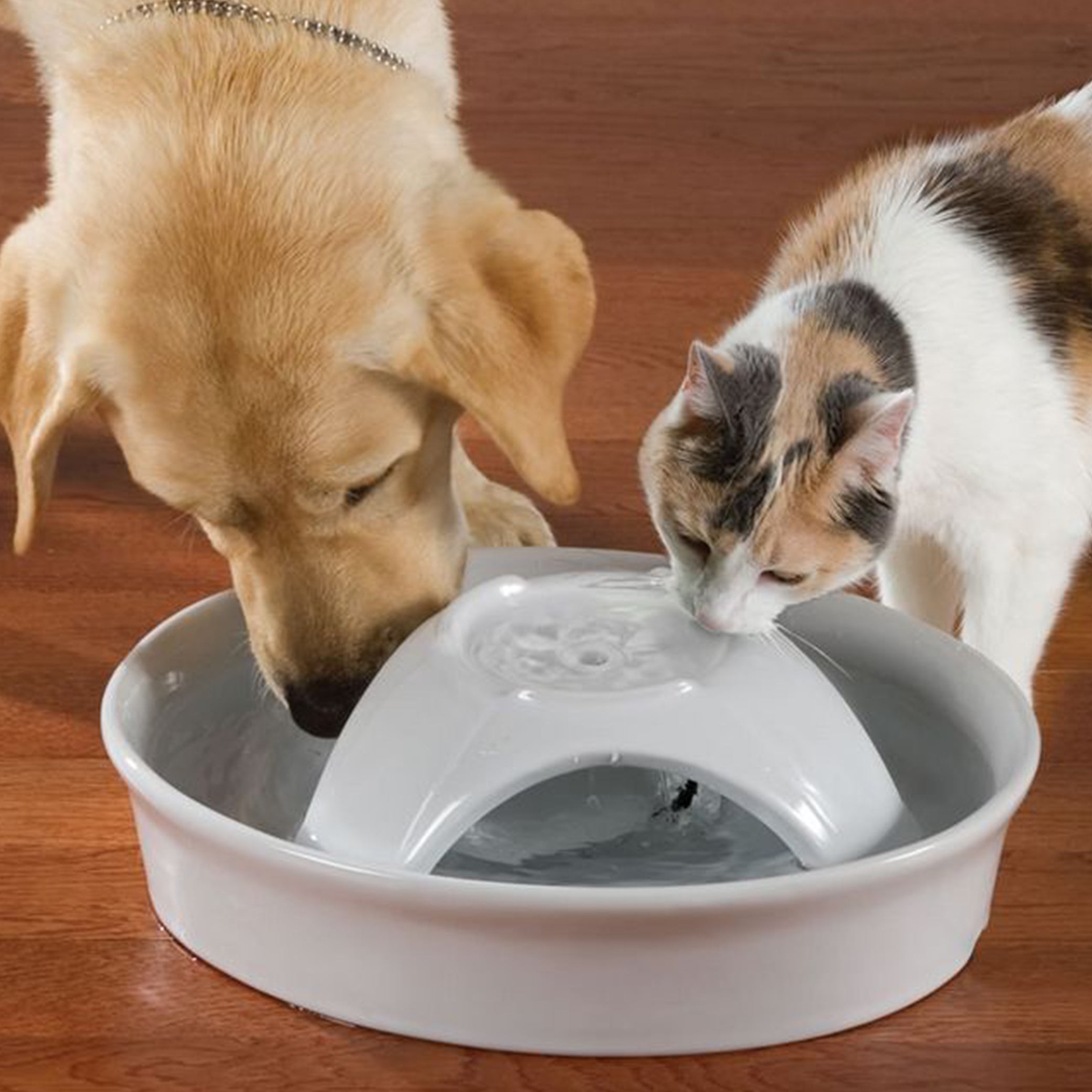 Keeping your pets hydrated in Summer HOCC is an online shopping platform where you can buy a variety of items including home decor, lighting, baby products, and pet supplies in the UAE.