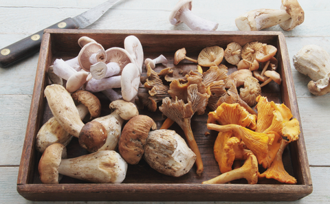 Mushroom benefits for cancer