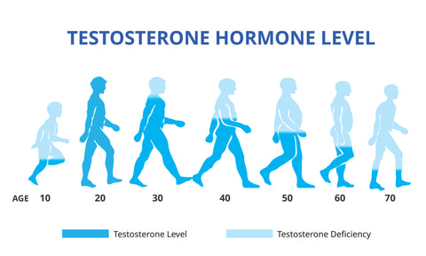 Testosterone hormone levels chart