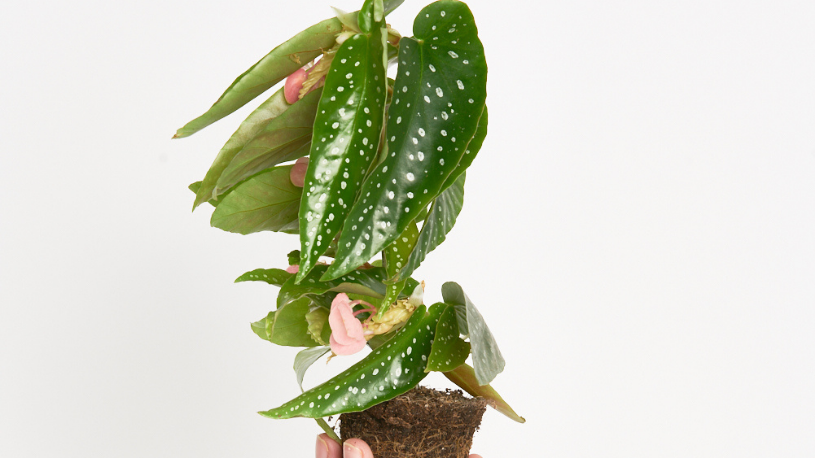 Begonia Tamaya - No has visto una Begonia tan mini! – Miniplanta