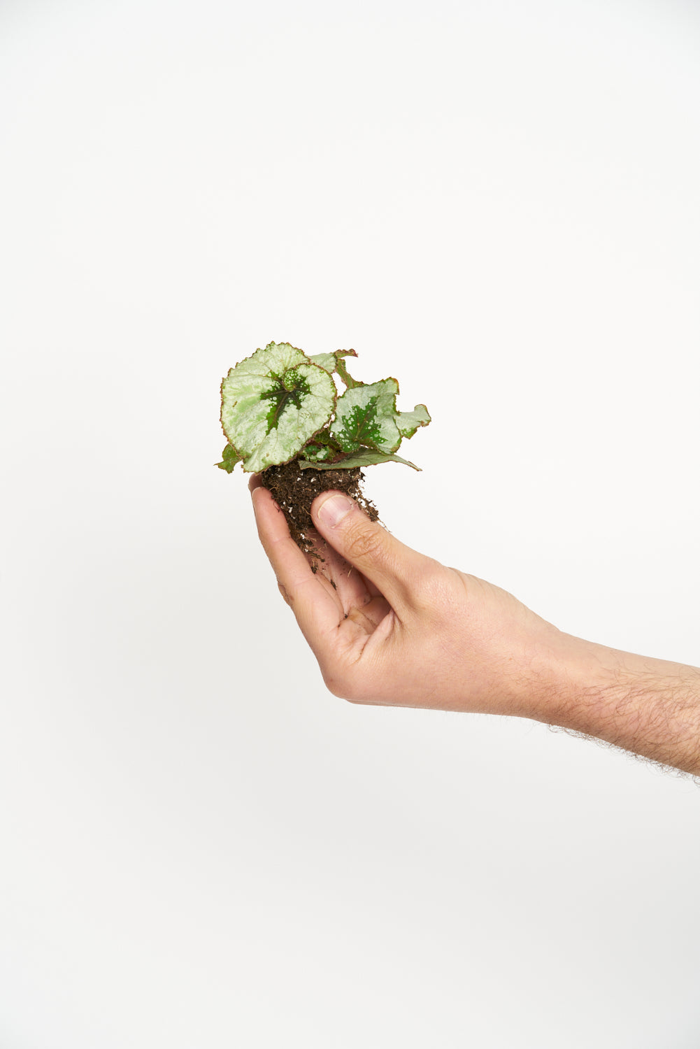 Begonia Rex – Miniplanta