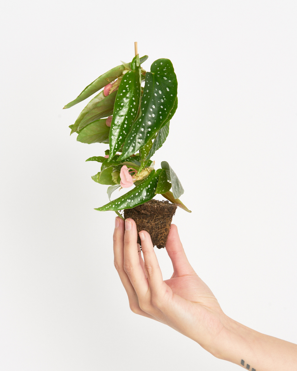 Begonia Tamaya – Miniplanta