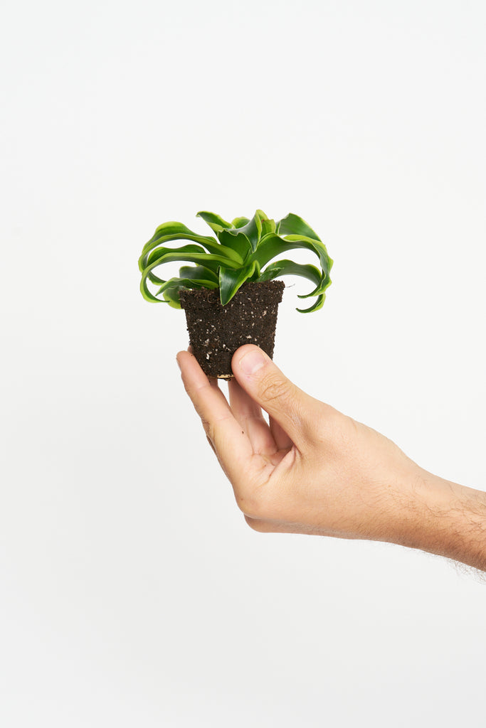 Miniplanta - Comprar plantas pequeñas online y cuídalas desde bebés