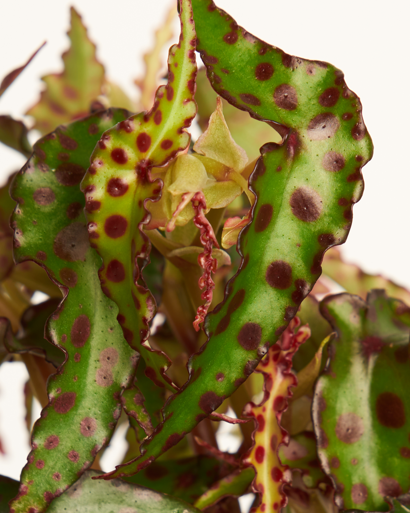 Begonia Amphioxus – Miniplanta