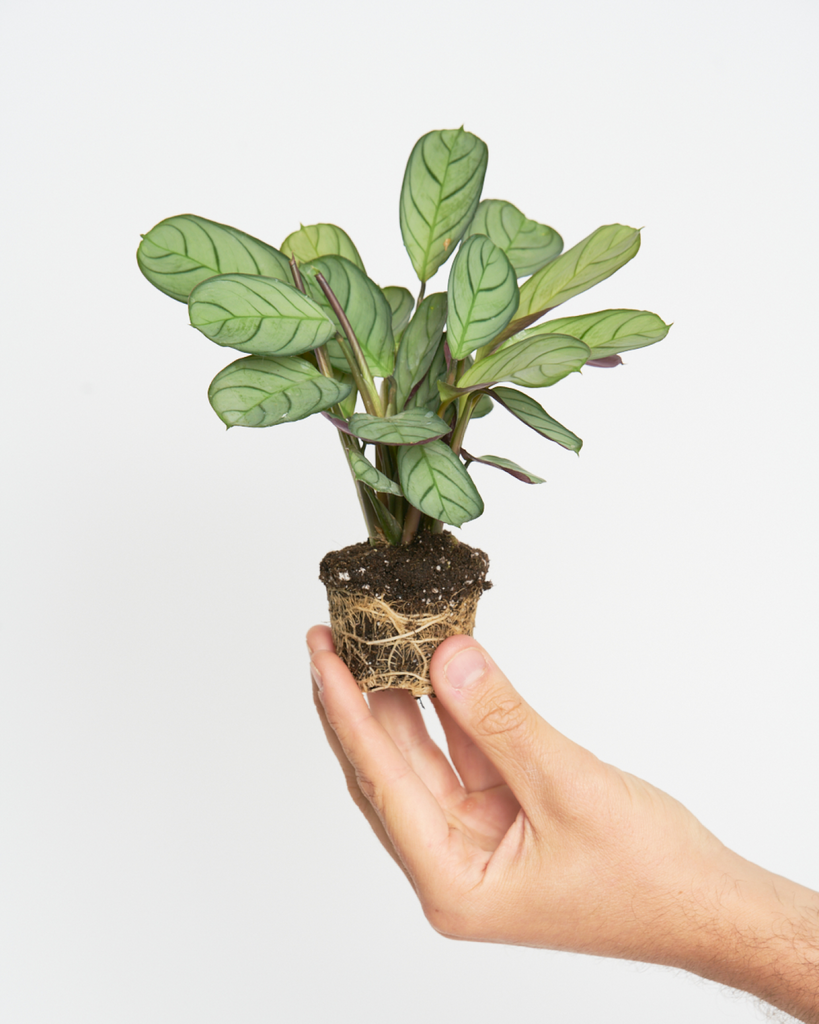 Begonia Tamaya – Miniplanta
