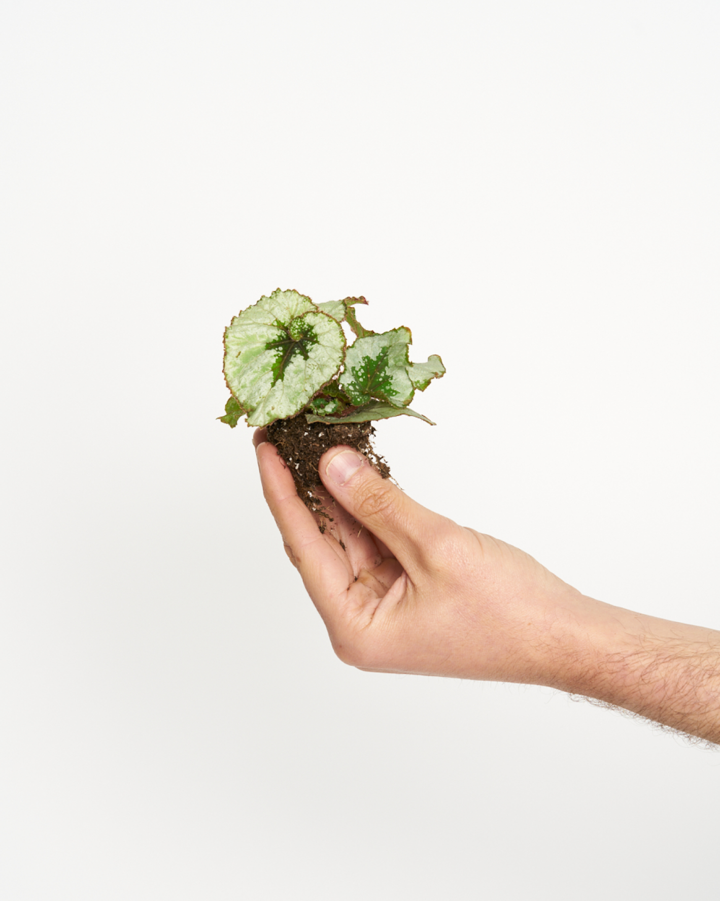 Begonia Rex White – Miniplanta