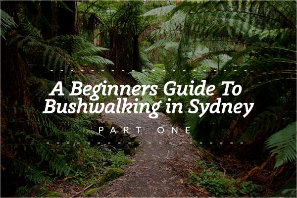 A Beginners Guide To Bushwalking in Sydney - Party One - Bennys Boardroom