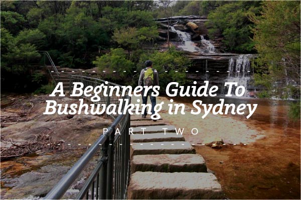 A Beginners Guide To Bushwalking Sydney - Part Two - Bennys Boardroom