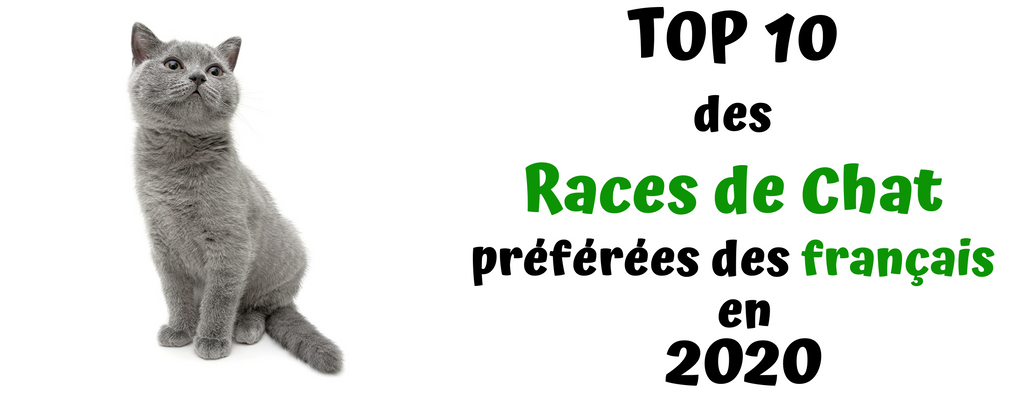 Top 10 Des Races De Chat En France Boutique Du Chat Noir