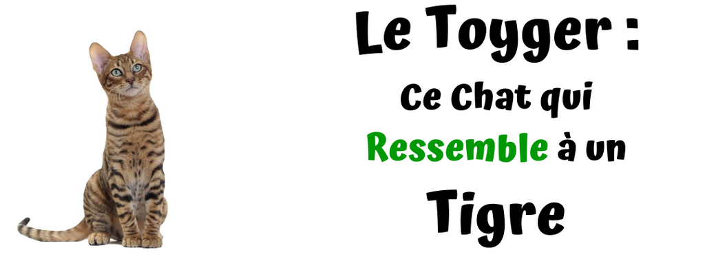 Toyger Ce Chat Qui Ressemble A Un Tigre Boutique Du Chat Noir