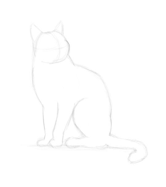 Comment Dessiner Un Chat Realiste Boutique Du Chat Noir