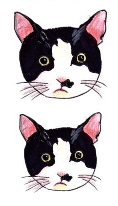 Tatouage Chat Noir Et Blanc Boutique Du Chat Noir