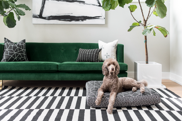 Velvet: A Surprisingly Pet Friendly Furniture Fabric – Janery