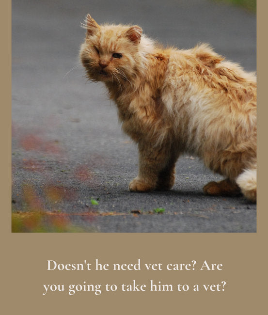 Janery Stray Cat KG Vet Care FAQ