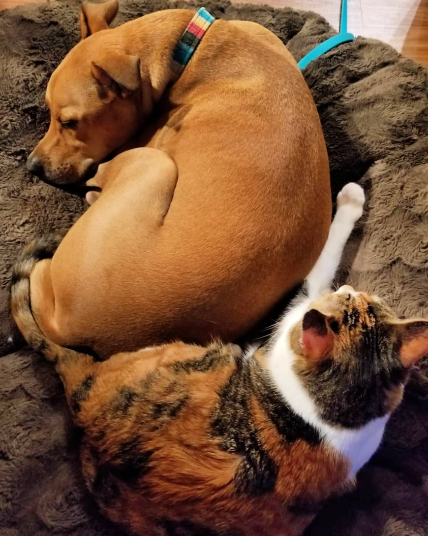 Juniper and her dog buddy Napoleon laying together. 