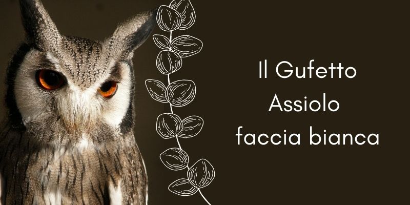 gufetto assiolo faccia bianca