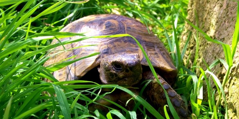 il risveglio dal letargo delle tartarughe da terra
