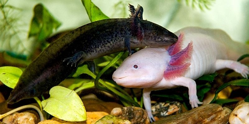 axolotl nell'acquario