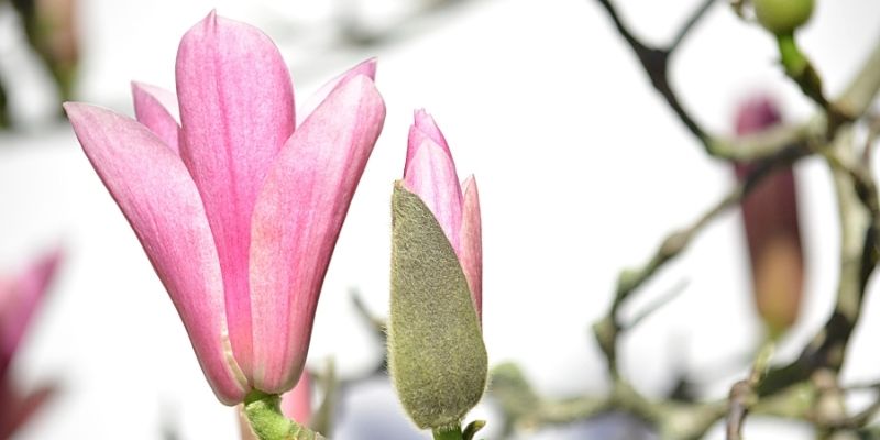 fiore di magnolia