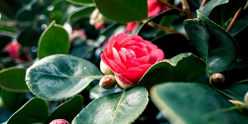 fiore di camellia