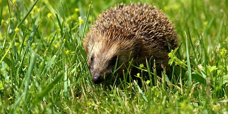 Der europäische Igel