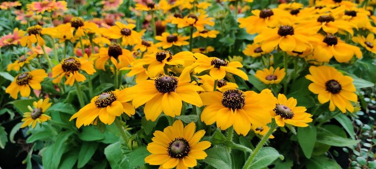 Rudbeckia mehrjährige Pflanze