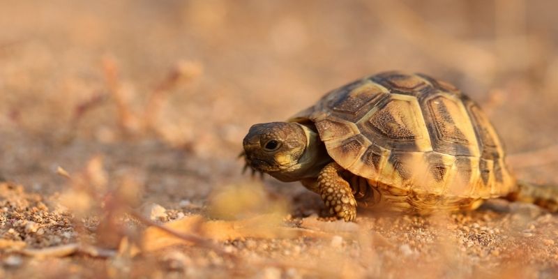 Landschildkröten zum Welttag