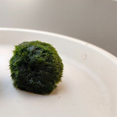 Come si cura il marimo, l'alga giapponese che che diventa un complemento di  arredo