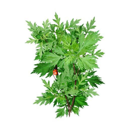 Mugwort