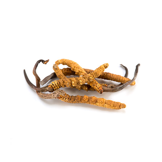 Cordyceps