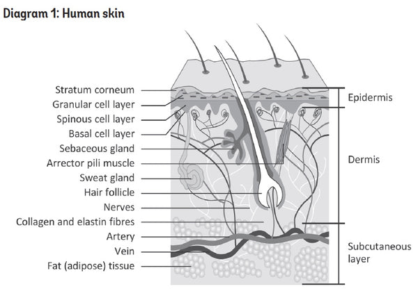 Labelled Pictures Of Human Skin / Skin and hair Illustrations : Find