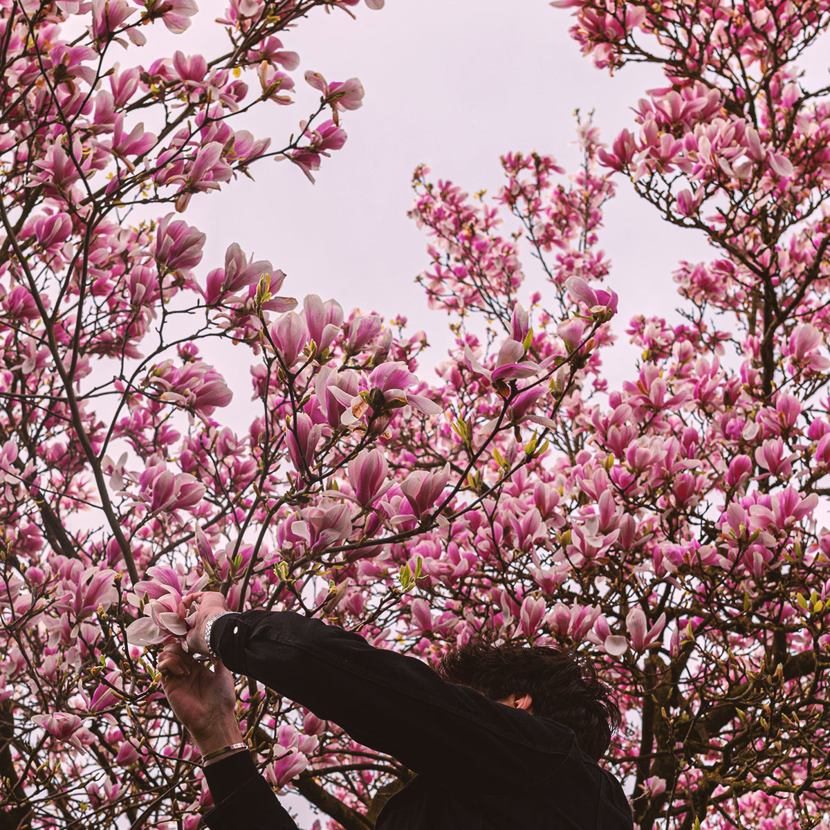 magnolia tree