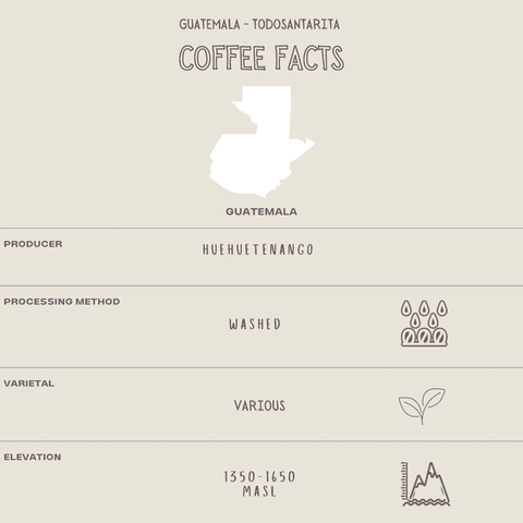 Image shows coffee facts infographic for Guatemala Todosantarita specialty coffee