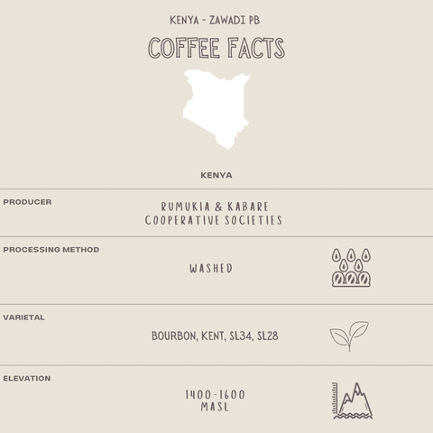 Image shows coffee facts infographic for specialty Kenya Zawadi Peaberry Coffee