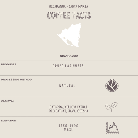 Image shows coffee facts infographic for Nicaragua Santa Maria Natural process specialty coffee