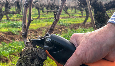 Poda cepa viñedo Galicia - Bodegas Triay