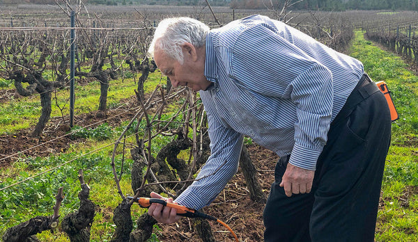 Poda viñedo Galicia - Bodegas Triay