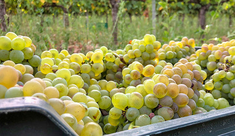 Vendimia uva godello en cajas