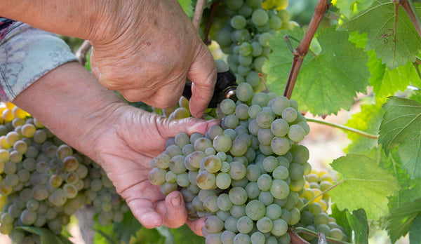 Vendimia Monterrei, Galicia - Godello Bodegas Triay