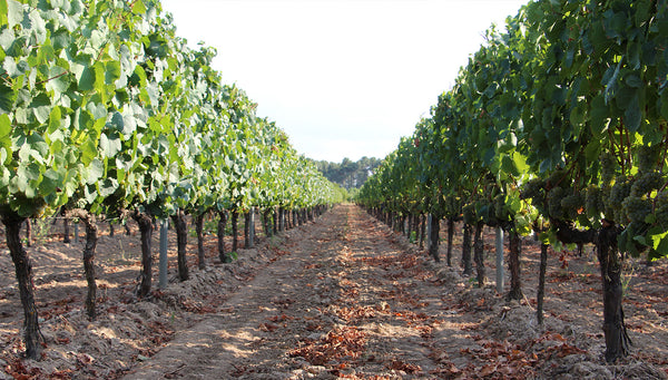 Viña Godello Galicia - Bodegas Triay