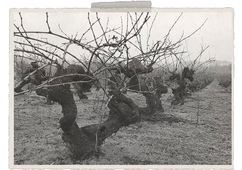 Viñedo en copa antiguo - Bodegas triay