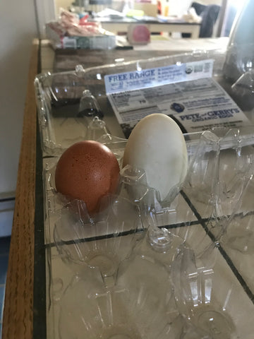 duck egg chicken egg