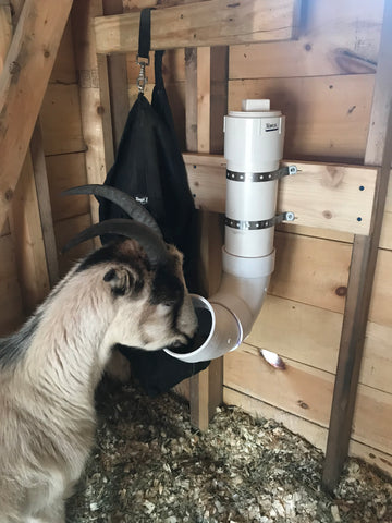 goat at pvc mineral feeder